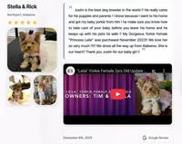 Shih Tzu Male Red Liver Chocolate "1 in a Million", a male Shih Tzu for sale in Marietta, GA – Photo 10 of 10