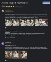 Shih Tzu Male Red Liver Chocolate "1 in a Million", a male Shih Tzu for sale in Marietta, GA – Photo 7 of 10