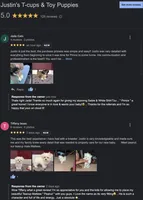 Shih Tzu Male Red Liver Chocolate "1 in a Million", a male Shih Tzu for sale in Marietta, GA – Photo 6 of 10