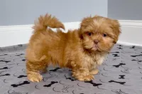 Shih Tzu Male Red Liver Chocolate "1 in a Million", a male Shih Tzu for sale in Marietta, GA – Photo 1 of 10