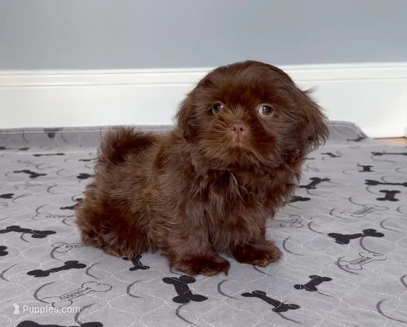Shih Tzu Female Chocolate "I'm Your Dream Baby" – Shih Tzu puppy for sale in Marietta, GA