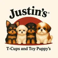 Shih Tzu Female Chocolate "I'm Your Dream Baby", a female Shih Tzu for sale in Marietta, GA – Photo 10 of 10