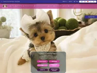 Shih Tzu Female Chocolate "I'm Your Dream Baby", a female Shih Tzu for sale in Marietta, GA – Photo 5 of 10