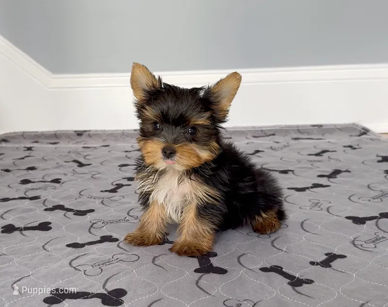 Tiny! Stunning Yorkie Female – Yorkshire Terrier puppy for sale in Marietta, GA