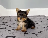 Tiny! Stunning Yorkie Female, a female Yorkshire Terrier for sale in Marietta, GA – 1 of 10