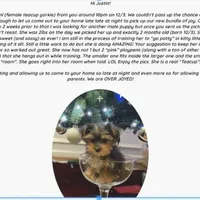 Gorgeous Yorkie Male Chocolate, a male Yorkshire Terrier for sale in Marietta, GA – Photo 8 of 10