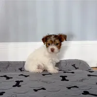 Gorgeous Yorkie Male Chocolate, a male Yorkshire Terrier for sale in Marietta, GA – Photo 3 of 10