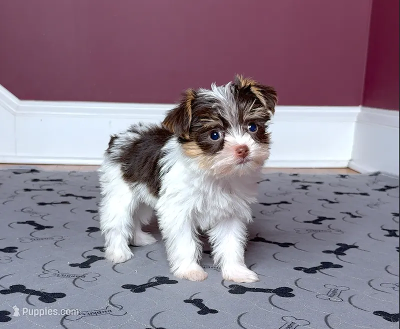 Gorgeous Yorkie Male Chocolate