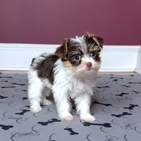 Gorgeous Yorkie Male Chocolate, a male Yorkshire Terrier for sale in Marietta, GA – Photo 1 of 10