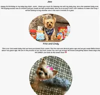 Gorgeous Yorkie Male Chocolate, a male Yorkshire Terrier for sale in Marietta, GA – Photo 6 of 10