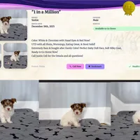 Gorgeous Yorkie Male Chocolate, a male Yorkshire Terrier for sale in Marietta, GA – Photo 4 of 10