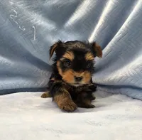 Tiny! Yorkie Male "I'm Your Dream Yorkie", a male Yorkshire Terrier for sale in Marietta, GA – 2 of 9