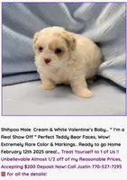 Justin's T-cups & Toy Pups, a female Shihpoo for sale in Marietta, GA – Photo 4 of 8