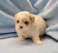 Justin's T-cups & Toy Pups, a female Shihpoo for sale in Marietta, GA – Photo 5 of 8