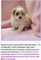 Justin's T-cups & Toy Pups, a female Shihpoo for sale in Marietta, GA – Photo 3 of 8
