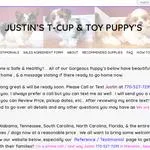 Justin's T-cups & Toy Pups, a female Shihpoo for sale in Marietta, GA – Photo 6 of 8