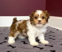 Justin's T-cups & Toy Pups, a female Shihpoo for sale in Marietta, GA – Photo 1 of 8