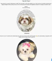 Justin's T-cups & Toy Pups, a female Shihpoo for sale in Marietta, GA – Photo 8 of 8