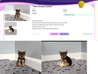 Yorkie Female "You Love Me", a female Yorkshire Terrier for sale in Marietta, GA – 3 of 9