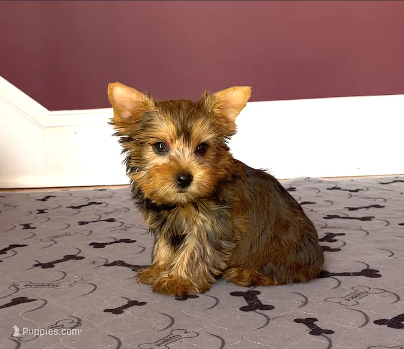 Tiny Yorkie Male Gold Dust Color So Rare! – Yorkshire Terrier puppy for sale in Marietta, GA