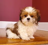Shih Tzu Male Gold/White Paw, a male Shih Tzu for sale in Marietta, GA – Photo 2 of 10