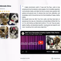 Shih Tzu Female Chocolate / Green Eyes, a female Shih Tzu for sale in Marietta, GA – Photo 6 of 8