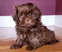 Shih Tzu Female Chocolate / Green Eyes, a female Shih Tzu for sale in Marietta, GA – Photo 4 of 8