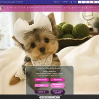 Shih Tzu Female Chocolate / Green Eyes, a female Shih Tzu for sale in Marietta, GA – Photo 5 of 8