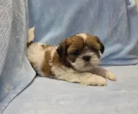 Shih Tzu Male Gold/White Paw, a male Shih Tzu for sale in Marietta, GA – Photo 4 of 10