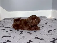 Shih Tzu Female Chocolate / Green Eyes, a female Shih Tzu for sale in Marietta, GA – Photo 3 of 10
