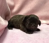 Shih Tzu Female Chocolate / Green Eyes1, a female Shih Tzu for sale in Marietta, GA – Photo 2 of 8