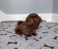 Shih Tzu Female Chocolate / Green Eyes, a female Shih Tzu for sale in Marietta, GA – Photo 2 of 10