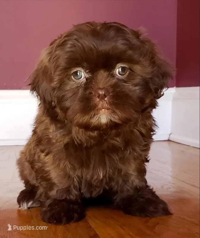 Shih Tzu Female Chocolate / Green Eyes1, a female Shih Tzu for sale in Marietta, GA – Photo 1 of 8