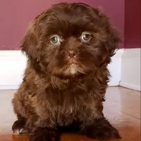 Shih Tzu Female Chocolate / Green Eyes, a female Shih Tzu for sale in Marietta, GA – Photo 1 of 8