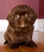 Shih Tzu Female Chocolate / Green Eyes1, a female Shih Tzu for sale in Marietta, GA – Photo 1 of 8
