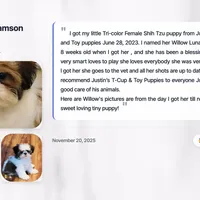 Shih Tzu Female Chocolate / Green Eyes, a female Shih Tzu for sale in Marietta, GA – Photo 2 of 8