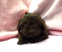 Shih Tzu Female Chocolate / Green Eyes, a female Shih Tzu for sale in Marietta, GA – Photo 3 of 8