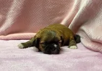 processed/dc30a8eb-1359-4920-b60b-0335893d1bf1/listing/3c855235-1ec6-4c35-9588-9a6a4f2eddd7/ce9e0d17-90f9-4e15-9a68-03e0cb8ffccf