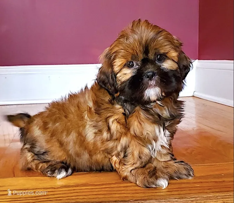 Shih Tzu Female Gold/White Paw
