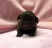 Shih Tzu Female Chocolate / Green Eyes1, a female Shih Tzu for sale in Marietta, GA – Photo 3 of 8