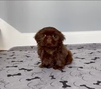 Shih Tzu Female Chocolate / Green Eyes, a female Shih Tzu for sale in Marietta, GA – Photo 4 of 10