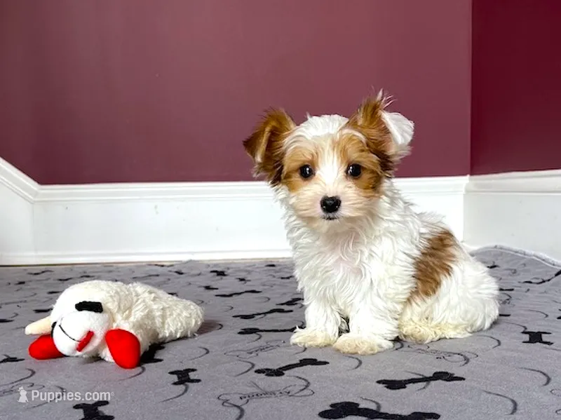 Yorkie Female Tiny! Gold & White "We Will Be Best Friends" – Yorkshire Terrier puppy for sale in Marietta, GA