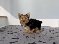 Yorkie Male "We will Be Best Friends", a male Yorkshire Terrier for sale in Marietta, GA – 3 of 10
