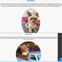 Yorkie Male Wow! I'm Gorgeous, a male Yorkshire Terrier for sale in Marietta, GA – Photo 3 of 6