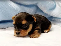 Yorkie Male Wow! I'm Gorgeous, a male Yorkshire Terrier for sale in Marietta, GA – Photo 4 of 10