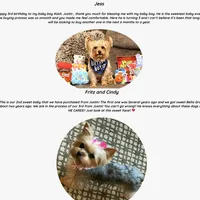 Yorkie Male Wow! I'm Gorgeous, a male Yorkshire Terrier for sale in Marietta, GA – Photo 2 of 6