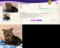 Yorkie Male Wow! I'm Gorgeous, a male Yorkshire Terrier for sale in Marietta, GA – 2 of 9