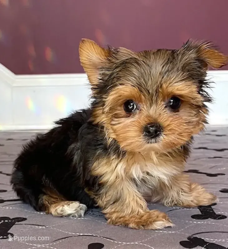 Yorkie Male Wow! I'm Gorgeous