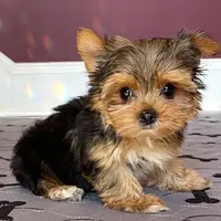 Yorkie Male Wow! I'm Gorgeous, a male Yorkshire Terrier for sale in Marietta, GA – Photo 1 of 6
