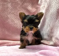 Yorkie Female Wow! I'm Gorgeous, a female Yorkshire Terrier for sale in Marietta, GA – 4 of 10